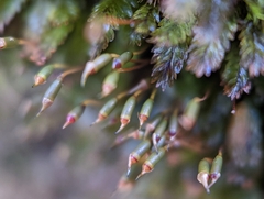 Fissidens dubius