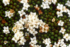 Kelleria childii