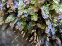Fissidens dubius