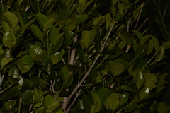 Baloghia inophylla