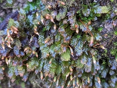 Fissidens dubius