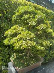 Buxus microphylla