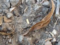 Odontomachus desertorum