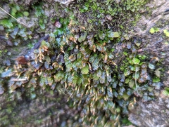 Fissidens dubius