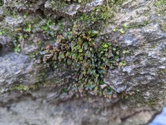 Fissidens dubius