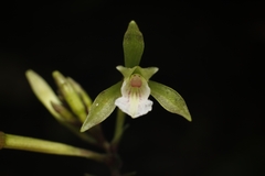 Monophyllorchis maculata