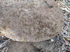 Pheidole crassicornis