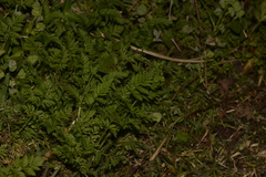 Torilis nodosa