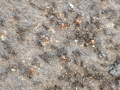 Pheidole crassicornis