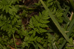 Torilis nodosa