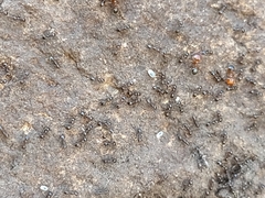 Pheidole crassicornis