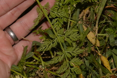 Torilis nodosa