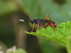 Cryptinae