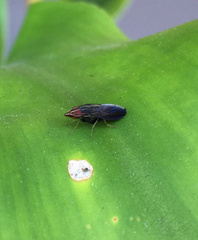 Cephaloconus tenebrosus