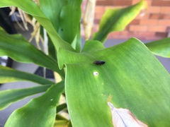 Cephaloconus tenebrosus