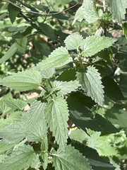 Urtica dioica