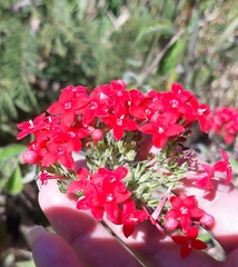Pentas lanceolata