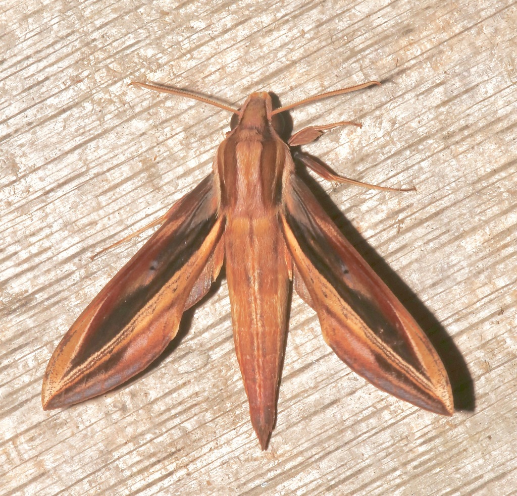Xylophanes pyrrhus