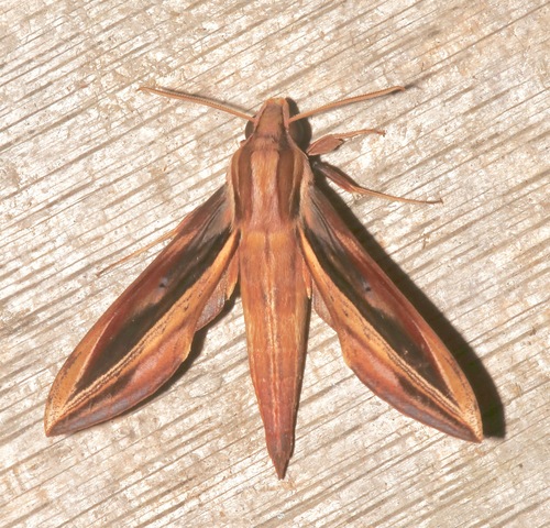 Xylophanes pyrrhus