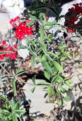 Pentas lanceolata