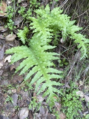 Polypodium californicum