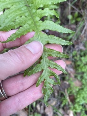Polypodium californicum