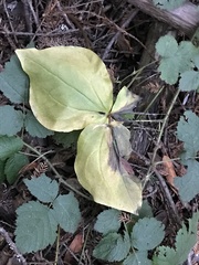 Trillium