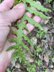 Polypodium californicum