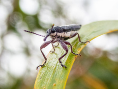 Rhinotia suturalis