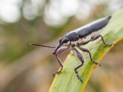 Rhinotia suturalis