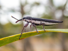 Rhinotia suturalis