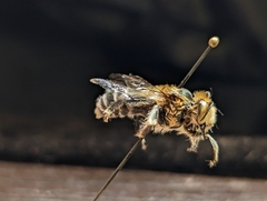 Anthophora fedorica