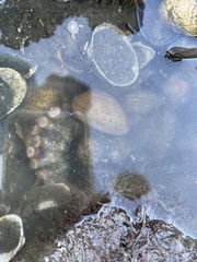 Octopus bimaculoides