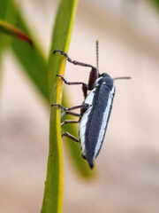Rhinotia suturalis