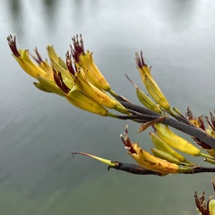 Phormium cookianum
