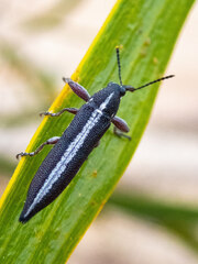 Rhinotia suturalis