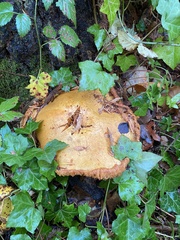 Gymnopilus ventricosus