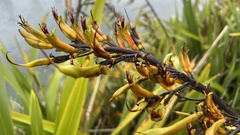 Phormium cookianum
