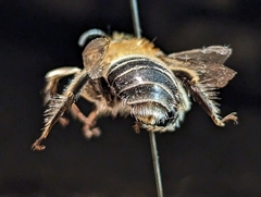Anthophora fedorica