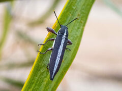 Rhinotia suturalis
