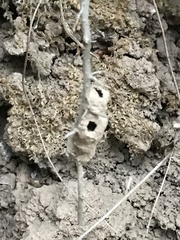 Apoidea