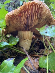 Gymnopilus ventricosus