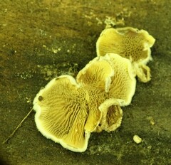 Pseudomerulius curtisii