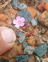 Drosera pulchella