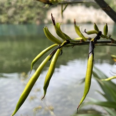 Phormium cookianum