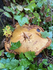 Gymnopilus ventricosus