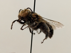 Anthophora fedorica