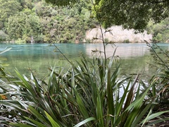Phormium cookianum