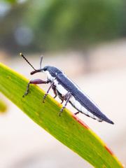 Rhinotia suturalis