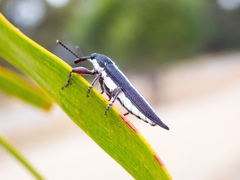 Rhinotia suturalis